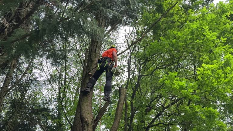 Best Seasonal Cleanup  in Bray, OK